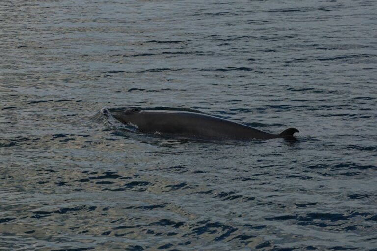 El auge de las búsquedas sobre Samaná: ¿qué buscan los viajeros?