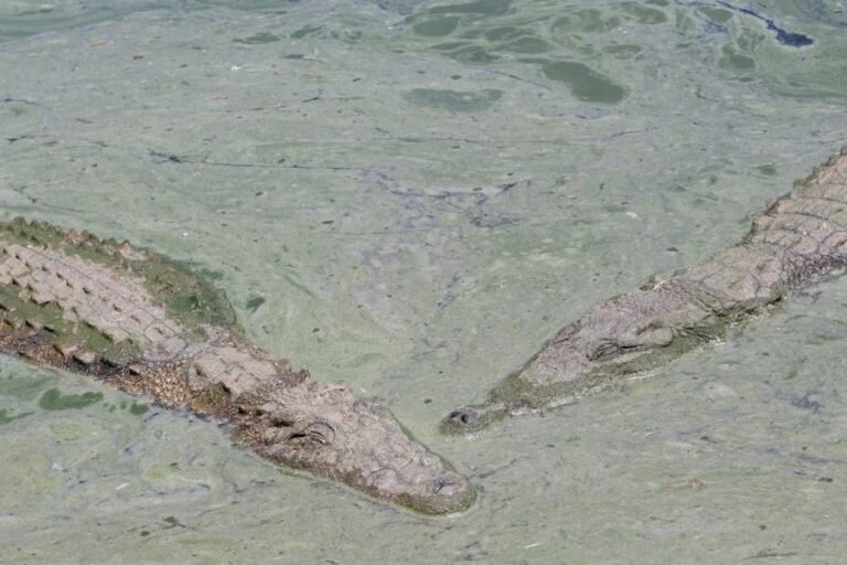 Creciente interés europeo en el Lago Enriquillo y su biodiversidad