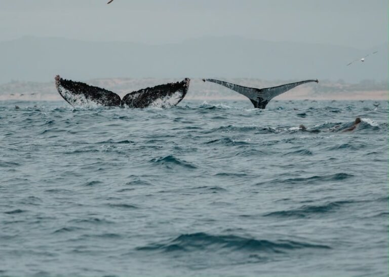 ¿Por qué los canadienses y estadounidenses eligen Samaná en 2026?