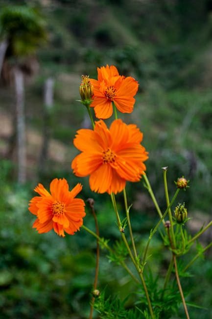 Moca: un destino atractivo para viajeros de EE.UU. y Canadá