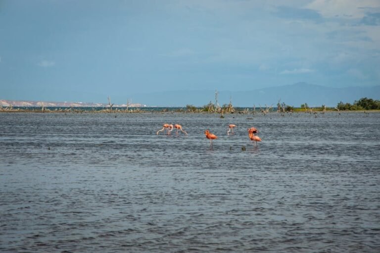 Interés creciente por el Lago Enriquillo en 2026: ¿Qué buscan los viajeros?