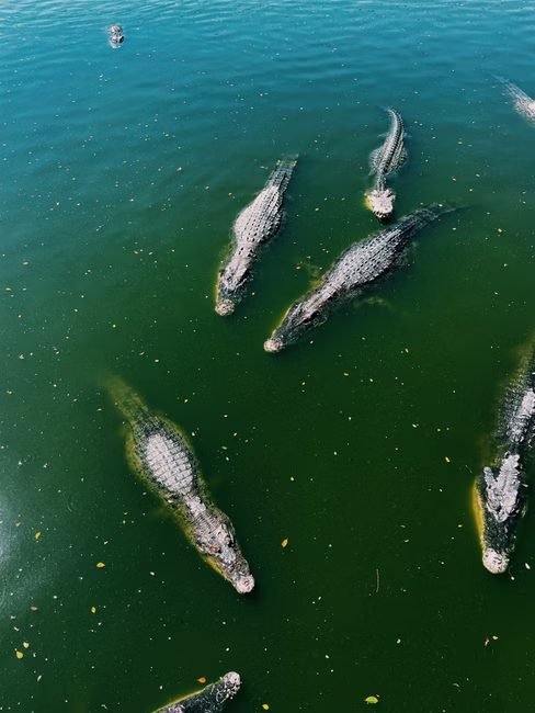 ¿Qué buscan los viajeros canadienses en el Lago Enriquillo