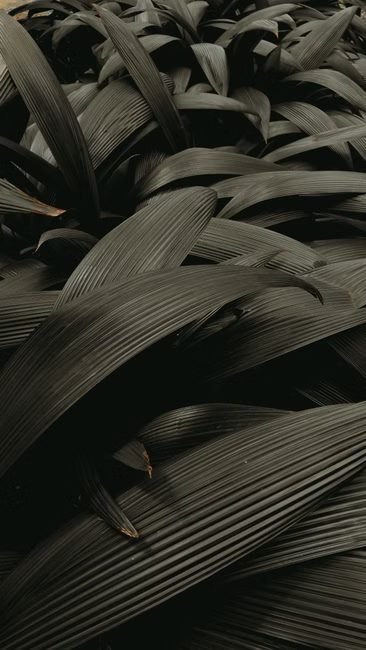 Tendencias de búsqueda sobre el Lago Enriquillo