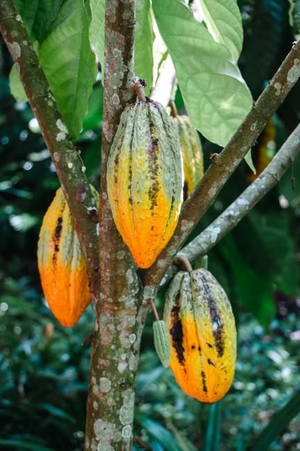 Interés en viajar a San Francisco de Macorís: cacao y café en auge