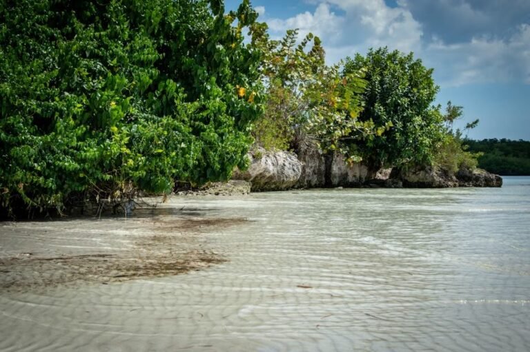 Bahía de las Águilas en 2026: Naturaleza y Aventura en Pedernales