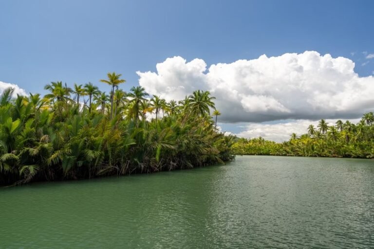Río Gri Gri en Río San Juan: Un Tesoro Natural de República Dominicana