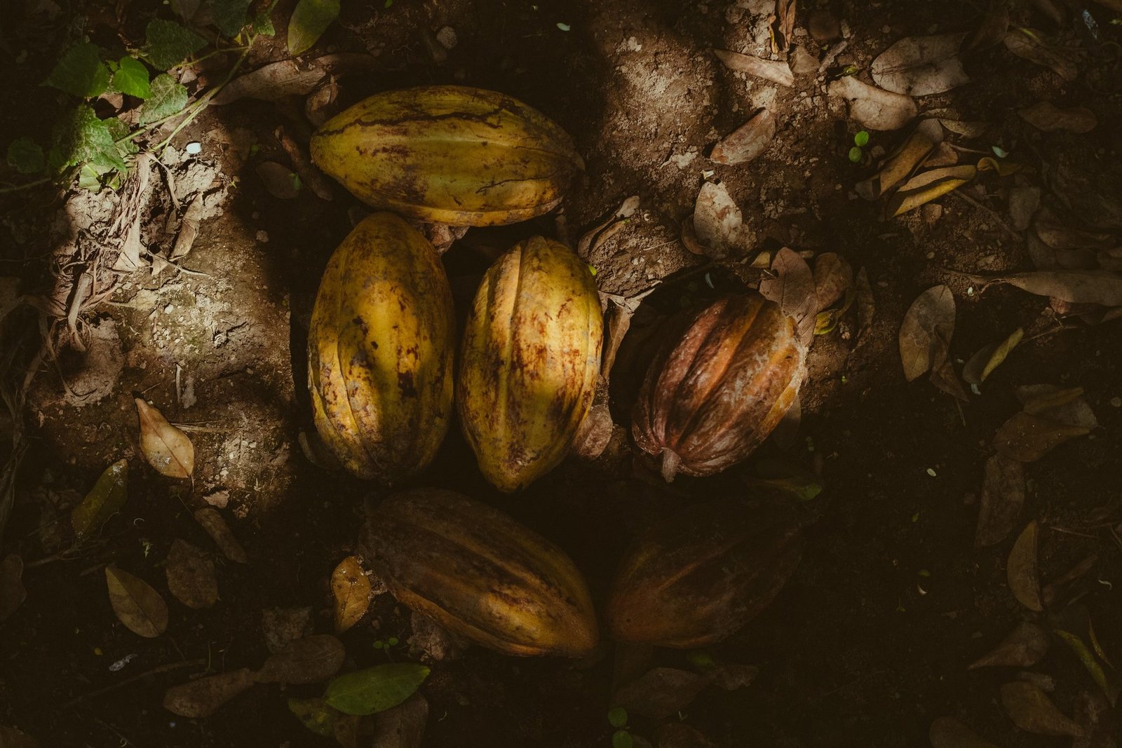 1. ¿Cómo llegar a Elías Piña? — Cacao en Elías Piña: Ruta de la Finca a la Barra — turismo en República Dominicana