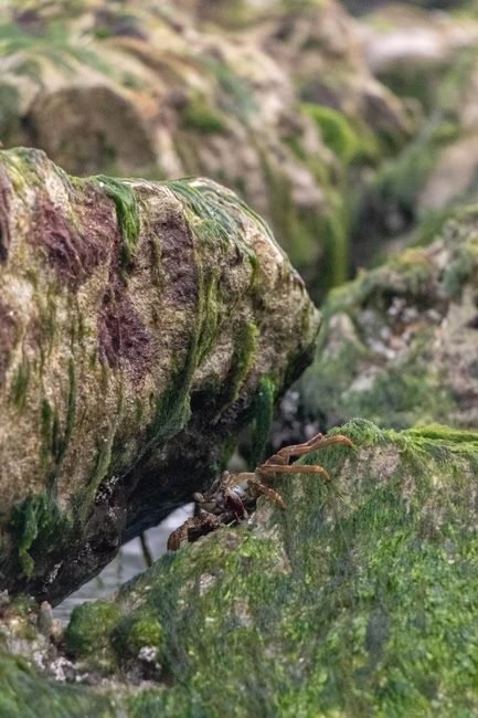 Moca: Un Encuentro entre el Ecoturismo y la Cultura del Cibao