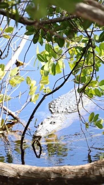Búsquedas en EE.UU. y Canadá sobre Lago Enriquillo: ¿Qué buscan los viajeros?