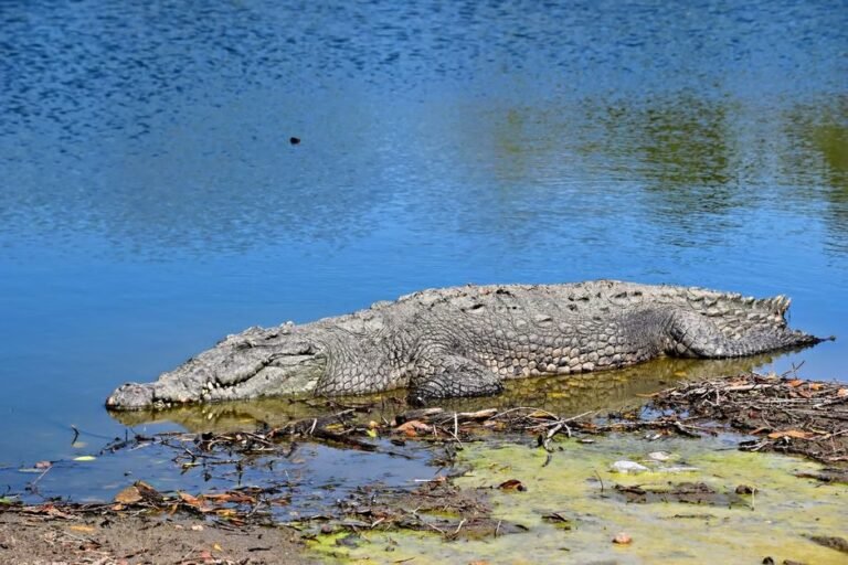 Nagua en 2026: Ecoturismo y aventura en la provincia Independencia