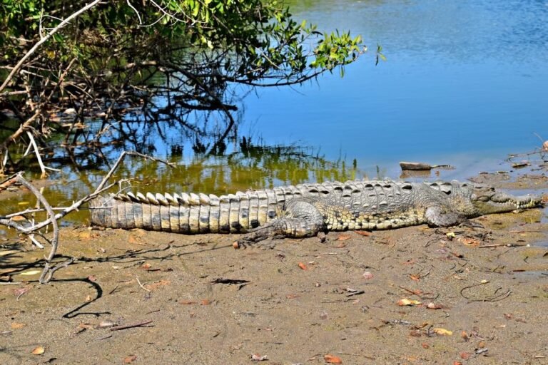 Interés creciente en el Lago Enriquillo y su entorno para viajeros