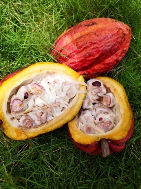 Cacao en Elías Piña: Ruta de la Finca a la Barra — imagen de turismo en República Dominicana