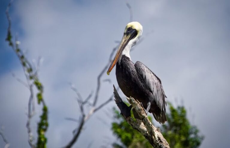 Creciente interés por el Lago Enriquillo en mercados hispanohablantes