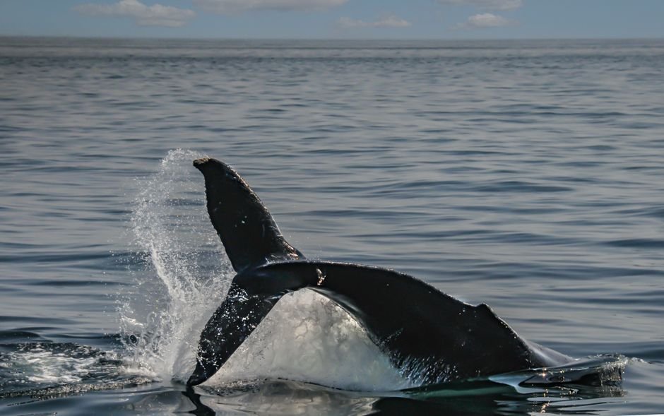 Mejores opciones para el avistamiento de ballenas — Guía Práctica para Avistar Ballenas en Samaná — turismo RD