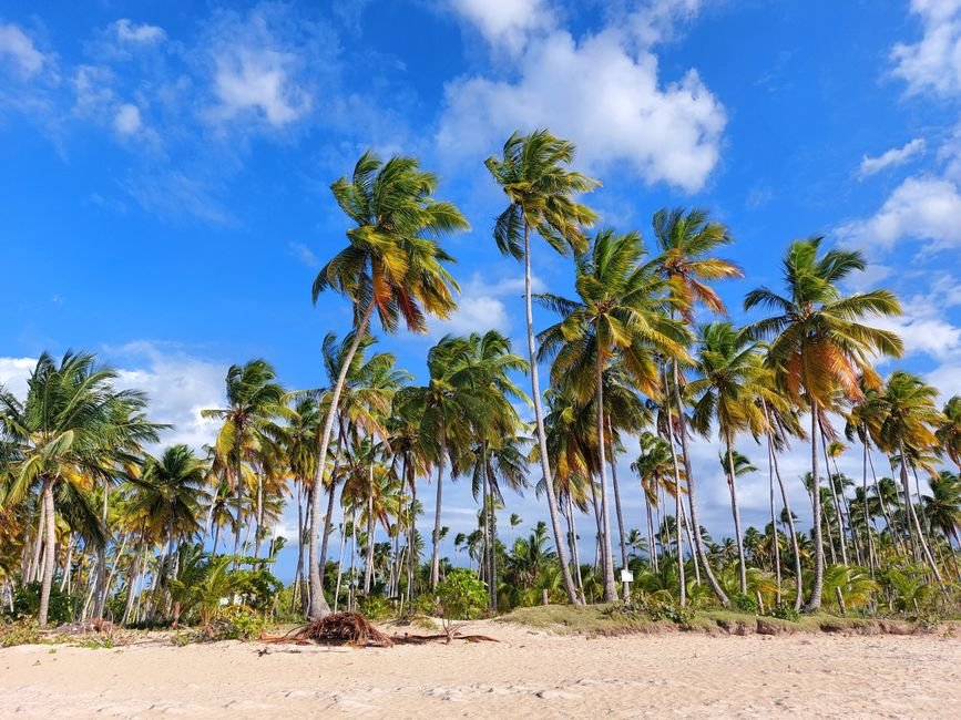 ¿Qué actividades se pueden hacer en Las Terrenas? — Las Terrenas: Un Destino Colorido en La Romana — turismo RD