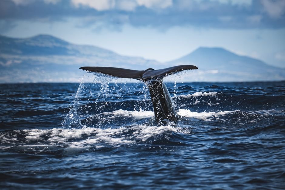 Samaná, destino de naturaleza y aventura: qué ver, ballenas, playas y cómo llegar — imagen de turismo en República Dominicana