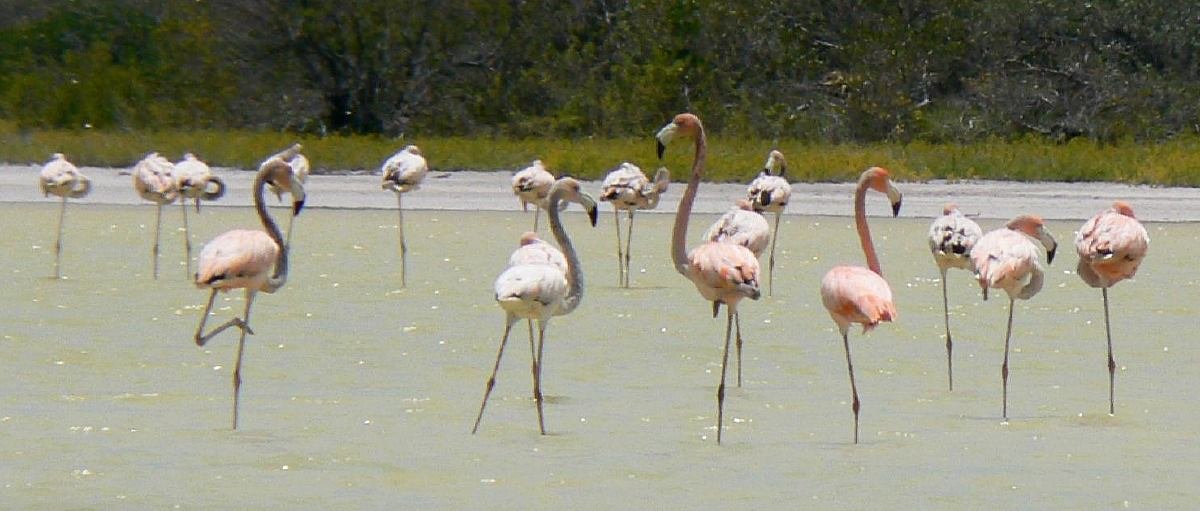 Flamencos en la Laguna de Oviedo, Parque Nacional Jaragua
