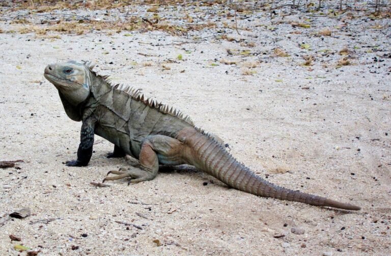Iguana en la Isla Cabritos, Lago Enriquillo