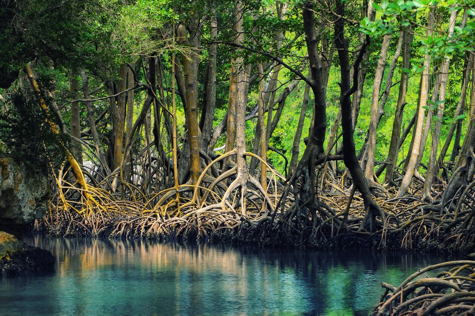 Manglares en el Parque Nacional Los Haitises