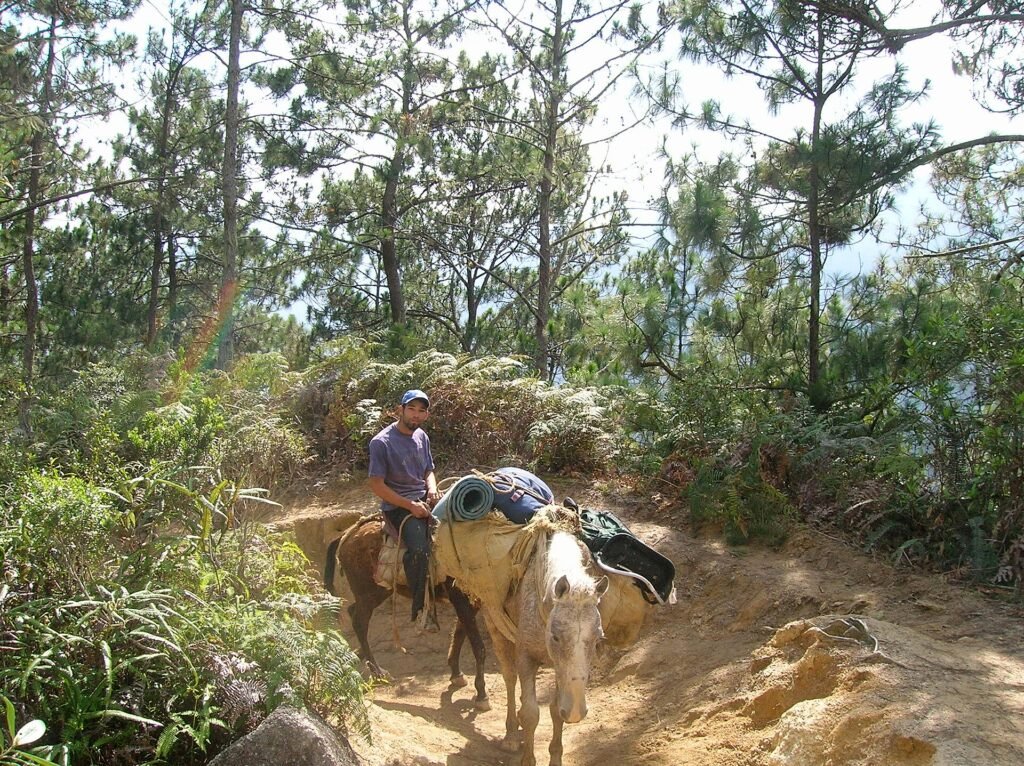 Arriero con mulo en el sendero del Pico Duarte entre pinos