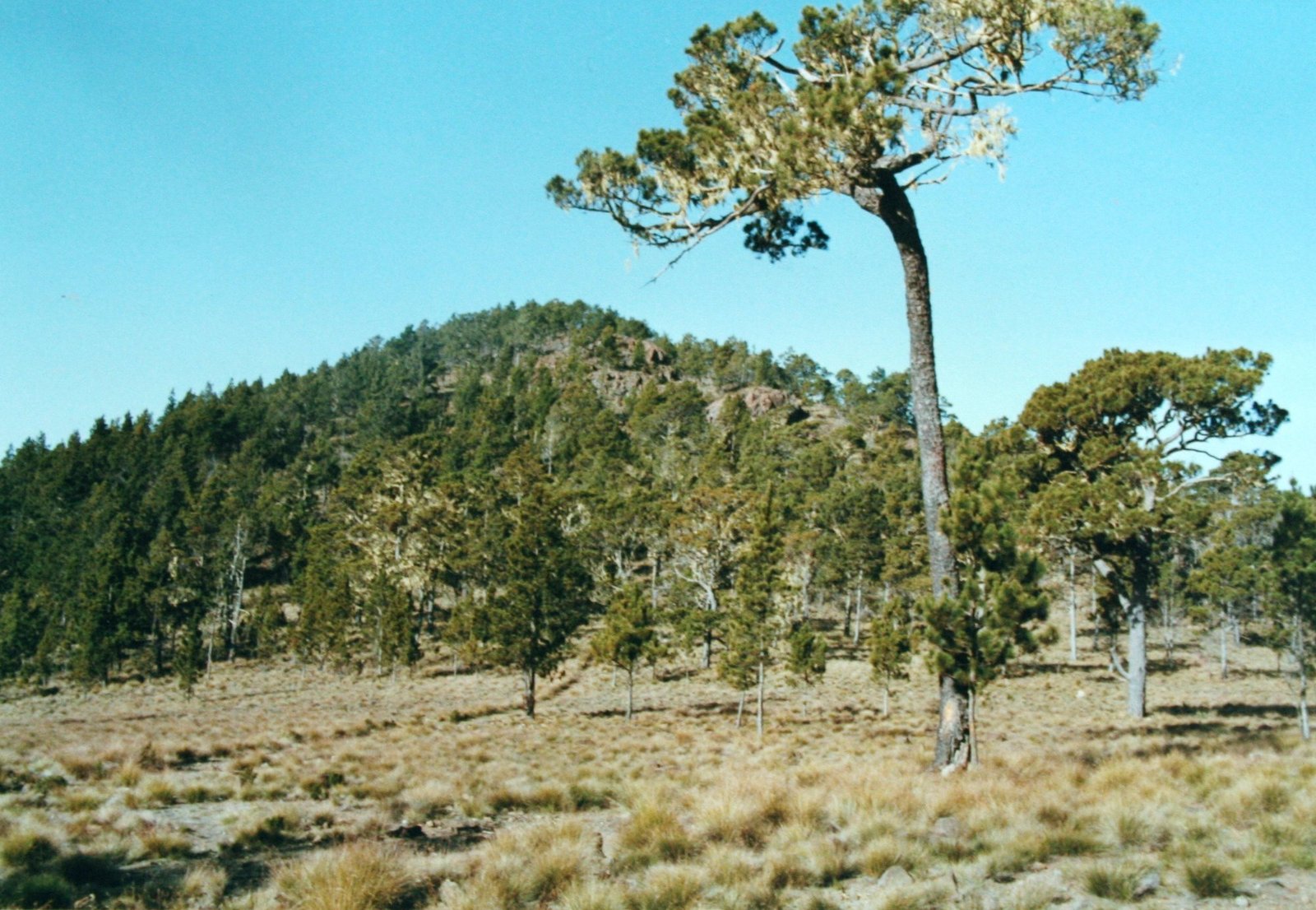 Pinar en la ruta al Pico Duarte