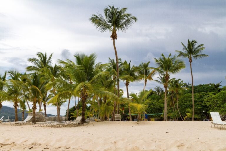 Playa con palmeras en Cayo Levantado, Samaná
